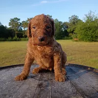 Ruby , a female Goldendoodle for sale in Carriere, MS – 8 of 8