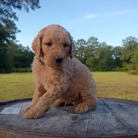 Light 💚 green , a male Goldendoodle for sale in Carriere, MS – 2 of 10