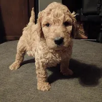Christopher , a male Goldendoodle for sale in Carriere, MS – 6 of 9