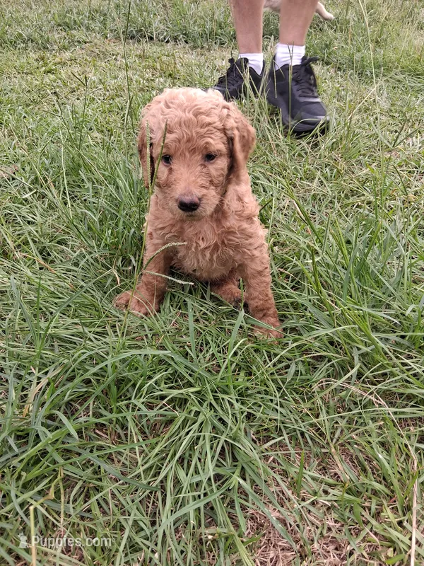 Purple  – Goldendoodle puppy for sale in Carriere, MS