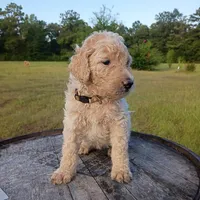 Nilla, a female Goldendoodle for sale in Carriere, MS – 9 of 9