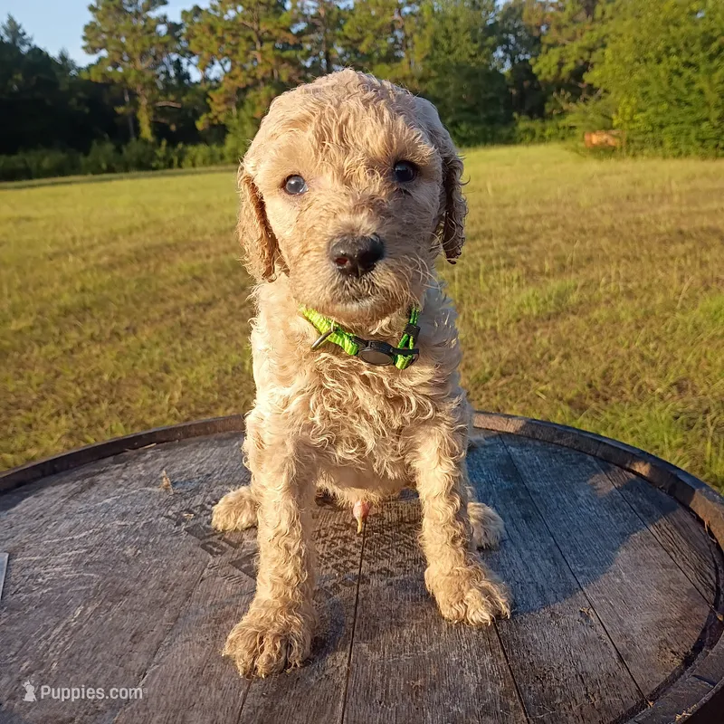 Christopher  – Goldendoodle puppy for sale in Carriere, MS