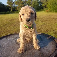 Christopher , a male Goldendoodle for sale in Carriere, MS – 1 of 9