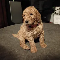Pink, a female Goldendoodle for sale in Carriere, MS – 9 of 10
