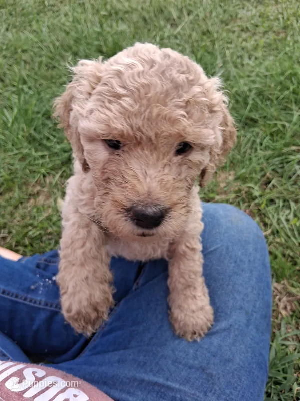Yellow 🟡 Sunshine 🌞  – Goldendoodle puppy for sale in Carriere, MS
