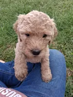Yellow 🟡 Sunshine 🌞 , a female Goldendoodle for sale in Carriere, MS – 1 of 10
