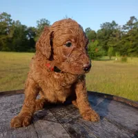 Ruby , a female Goldendoodle for sale in Carriere, MS – 3 of 8