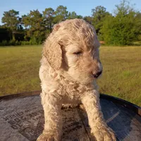 Yellow 🟡, a female Goldendoodle for sale in Carriere, MS – 7 of 9