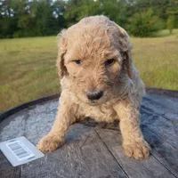 Orange 🧡🍊, a female Goldendoodle for sale in Carriere, MS – 7 of 9