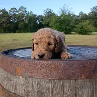 Purple , a female Goldendoodle for sale in Carriere, MS – 7 of 9