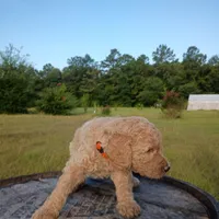 Orange 🧡🍊, a female Goldendoodle for sale in Carriere, MS – 4 of 9