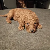 Purple , a female Goldendoodle for sale in Carriere, MS – 2 of 9