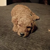 Light 💚 green , a male Goldendoodle for sale in Carriere, MS – 10 of 10