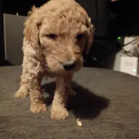 Light 💚 green , a male Goldendoodle for sale in Carriere, MS – 9 of 10