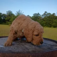 Dennis , a male Goldendoodle for sale in Carriere, MS – 7 of 10