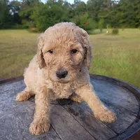 Orange 🧡🍊, a female Goldendoodle for sale in Carriere, MS – 3 of 9