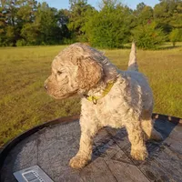 Yellow 🟡, a female Goldendoodle for sale in Carriere, MS – 2 of 9