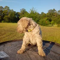 Yellow 🟡, a female Goldendoodle for sale in Carriere, MS – 6 of 9