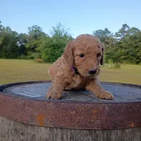Purple , a female Goldendoodle for sale in Carriere, MS – 3 of 9