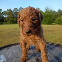 Ruby , a female Goldendoodle for sale in Carriere, MS – 1 of 8