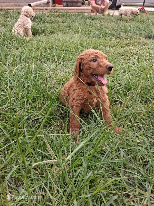 Ruby  – Goldendoodle puppy for sale in Carriere, MS
