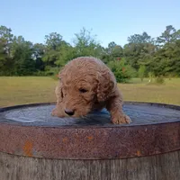 Purple , a female Goldendoodle for sale in Carriere, MS – 8 of 9