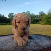 Dennis , a male Goldendoodle for sale in Carriere, MS – 4 of 10