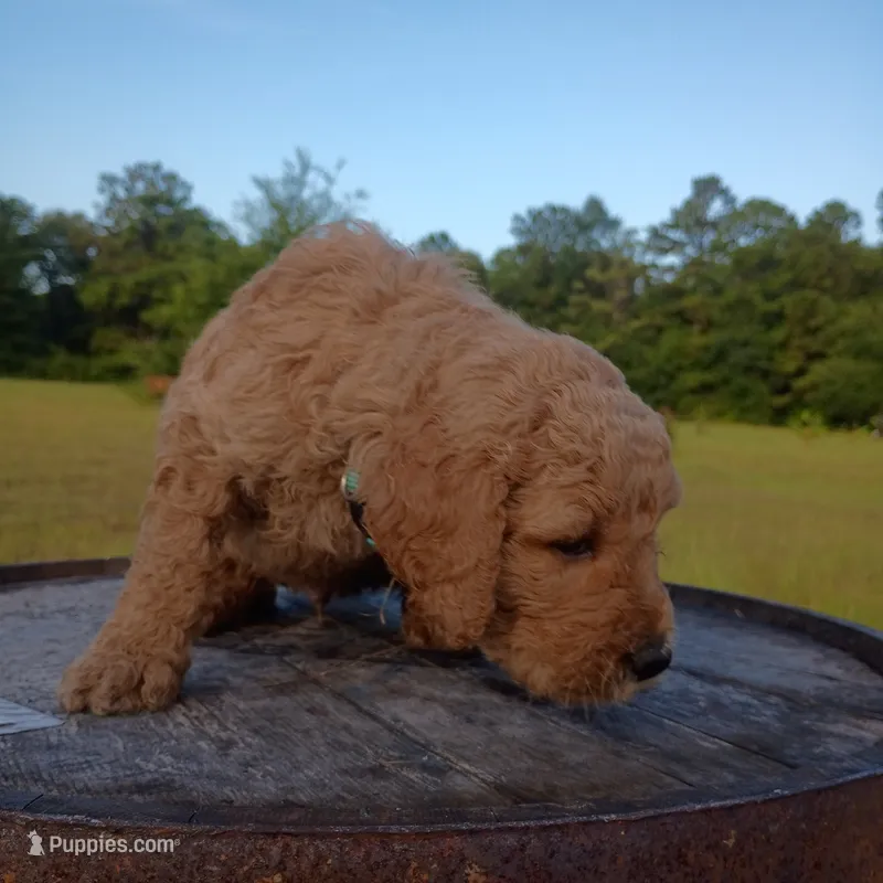 Light 💚 green  – Goldendoodle puppy for sale in Carriere, MS