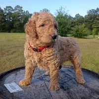 Pink, a female Goldendoodle for sale in Carriere, MS – 5 of 10