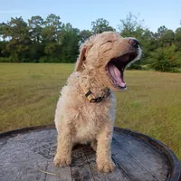 Nilla, a female Goldendoodle for sale in Carriere, MS – 7 of 9
