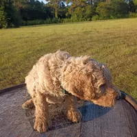Christopher , a male Goldendoodle for sale in Carriere, MS – 5 of 9