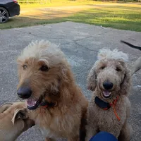 Big Blue 💙, a male Goldendoodle for sale in Carriere, MS – 5 of 5