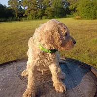 Christopher , a male Goldendoodle for sale in Carriere, MS – 3 of 9