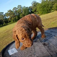 Ruby , a female Goldendoodle for sale in Carriere, MS – 5 of 8
