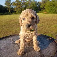 Christopher , a male Goldendoodle for sale in Carriere, MS – 2 of 9