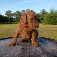 Ruby , a female Goldendoodle for sale in Carriere, MS – 6 of 8