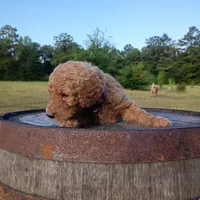 Purple , a female Goldendoodle for sale in Carriere, MS – 5 of 9