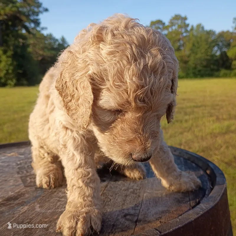 Yellow 🟡 – Goldendoodle puppy for sale in Carriere, MS