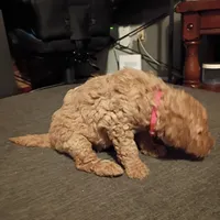 Pink, a female Goldendoodle for sale in Carriere, MS – 2 of 10
