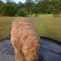 Light 💚 green , a male Goldendoodle for sale in Carriere, MS – 7 of 10