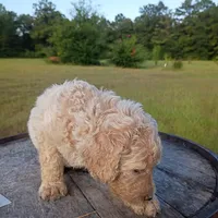 Nilla, a female Goldendoodle for sale in Carriere, MS – 6 of 9