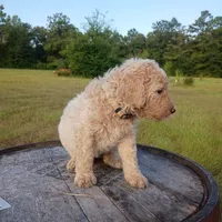Nilla, a female Goldendoodle for sale in Carriere, MS – 5 of 9
