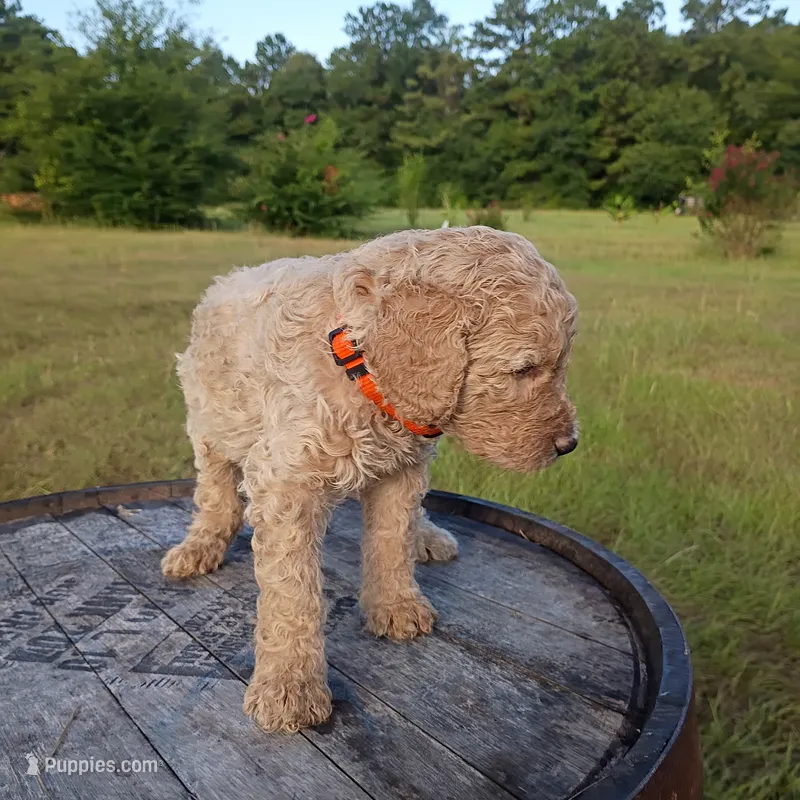 Orange 🧡🍊 – Goldendoodle puppy for sale in Carriere, MS