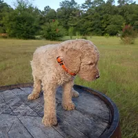 Orange 🧡🍊, a female Goldendoodle for sale in Carriere, MS – 1 of 9