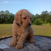 Light 💚 green , a male Goldendoodle for sale in Carriere, MS – 5 of 10