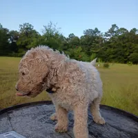 Nilla, a female Goldendoodle for sale in Carriere, MS – 8 of 9