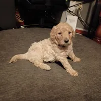 Big Blue 💙, a male Goldendoodle for sale in Carriere, MS – 4 of 5