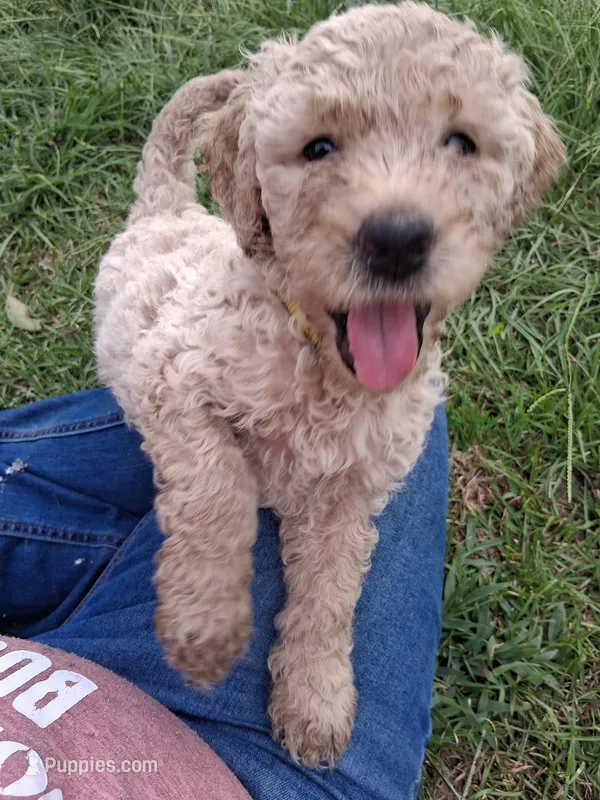 Christopher  – Goldendoodle puppy for sale in Carriere, MS