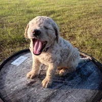 Yellow 🟡, a female Goldendoodle for sale in Carriere, MS – 8 of 9