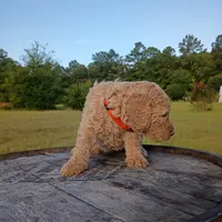 Pink, a female Goldendoodle for sale in Carriere, MS – 4 of 10